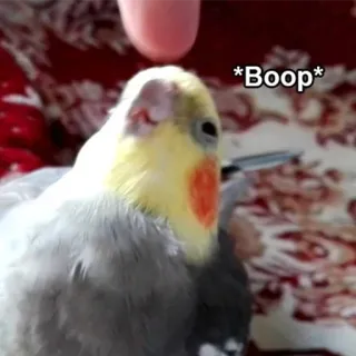 😂 a06cac95 *Boop* cockatiel, oiseau, animal de compagnie, mignon, animal, boop telegram sticker