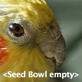 🙁 a1029c1d Seed Bowl empty Cockatiel, Oiseau, Vide, Graine, Animal de compagnie, Animal telegram sticker