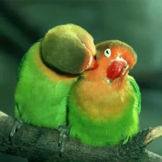 ❤ a63455a9 oiseaux, inséparables, animaux, perroquet, mignon, affectueux, vert, orange telegram sticker