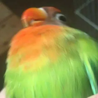 😦 ac83ba74 oiseau, animal, perroquet, inséparable, mignon, animal de compagnie telegram sticker