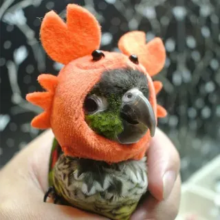 🐦 accda3b6 oiseau, perroquet, conure, crabe, animal, animal de compagnie, mignon, drôle telegram sticker