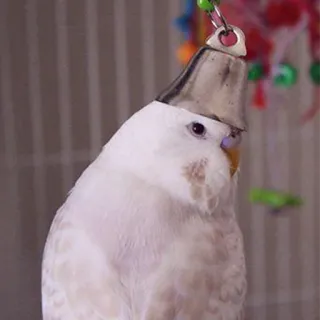 🙂 b1a1fc4d oiseau, perruche, animal de compagnie, oiseau blanc, cloche, mignon, animal telegram sticker