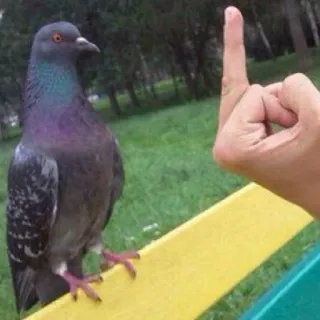 🖕 bb49592c pigeon, oiseau, doigt d'honneur, geste offensant, impoli, humour, doigt telegram sticker