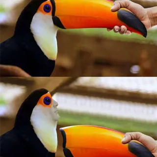 🌚 c6283622 toucan, oiseau, drôle, mème, échange visage, surréaliste, animal telegram sticker