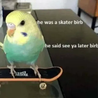 😎 d18803b0 he was a skater birb
he said see ya later birb oiseau, skateur, skateboard, perroquet, animal, mème telegram sticker
