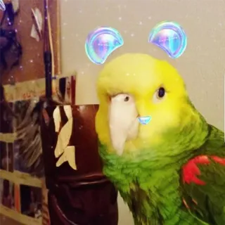 💖 d48eee63 perroquet, oiseau, animal, animal de compagnie, jaune, vert, mignon, bulles telegram sticker