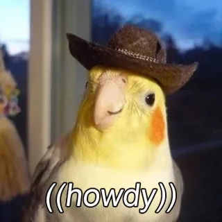 🤠 d842beb9 ((howdy)) oiseau, cockatiel, salut, chapeau de cowboy, mignon, animal de compagnie telegram sticker
