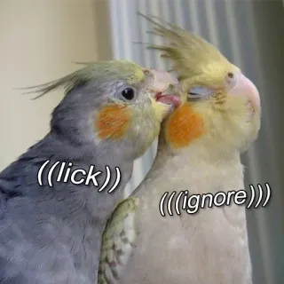 😚 db5957e4 ((lick)) ((ignore)) oiseaux, cockatiel, baiser, affection, drôle, animaux, mignon telegram sticker
