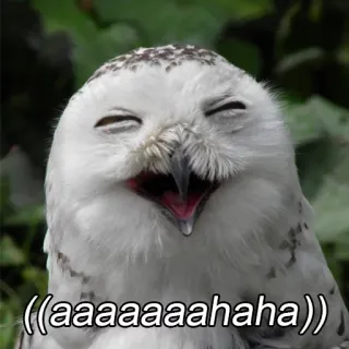 😆 f89832fe ((aaaaaaaaahaha)) hibou, drôle, rire, mème, harfang des neiges, oiseau, animal telegram sticker