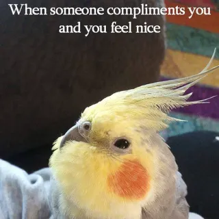 😍 fa2c1a60 When someone compliments you and you feel nice cockatiel, oiseau, compliment, gentil, mignon, animal de compagnie, animal telegram sticker