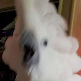 😡 fb7d832f Cacatoès, Oiseau, Blanc, Animal, Animal de compagnie, Perroquet telegram sticker