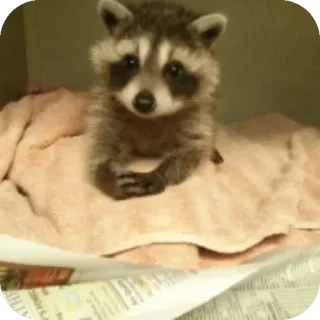 👍 225c6ecf 너구리, 동물, 포유류, 귀여운, 야생 동물 telegram sticker