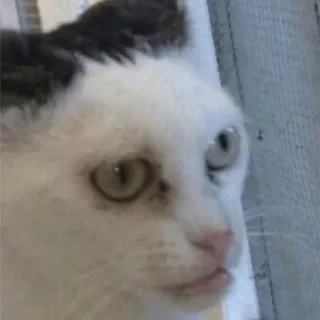 😐 1e0dea98 kucing, hewan peliharaan, binatang, kucing putih telegram sticker