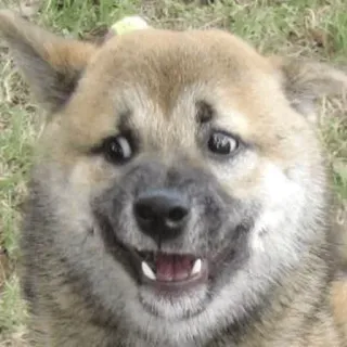 😛 24184f7a anjing, hewan peliharaan, hewan, imut, shiba inu, tersenyum telegram sticker