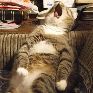 😚 2b8300ec kucing, menguap, hewan, hewan peliharaan, kucing domestik, mamalia telegram sticker