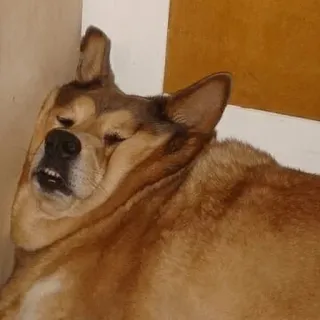 😣 31d17b77 anjing, tidur, hewan, peliharaan, santai, lelah, anjing telegram sticker