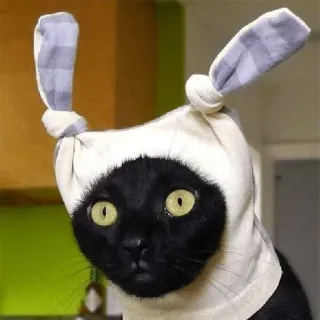 😁 4bd6d822 kucing, hewan peliharaan, binatang, kucing hitam, topi, lucu telegram sticker