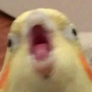 😛 608c5f95 burung, parkit Australia, binatang, imut, hewan peliharaan telegram sticker