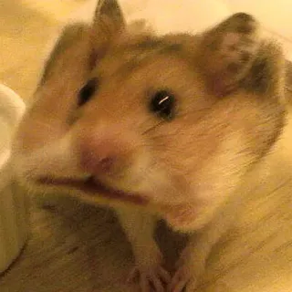 😃 6daa2c29 hamster, binatang, hewan pengerat, lucu, hewan peliharaan telegram sticker