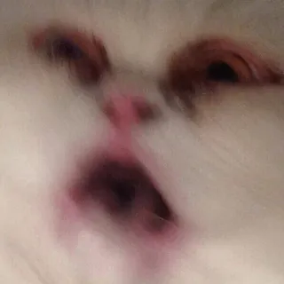 Animals @stickersb2b telegram stickers