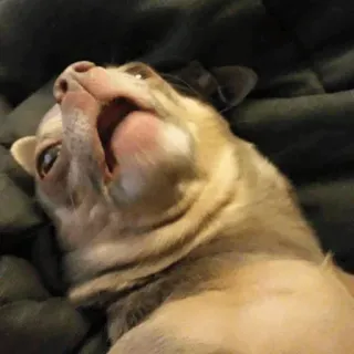 😟 81ed7c98 anjing, chihuahua, hewan, peliharaan, potret, anjing kecil telegram sticker