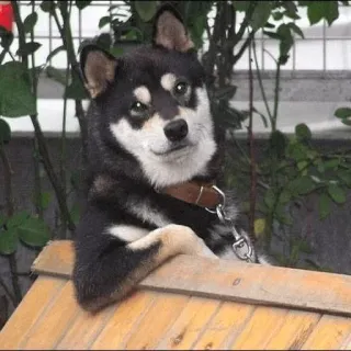 😌 d6f8e1f8 anjing, shiba inu, anjing hitam, hewan peliharaan, binatang, potret anjing telegram sticker