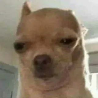 😜 dd25bdbe anjing, chihuahua, hewan, peliharaan, meme, lucu telegram sticker