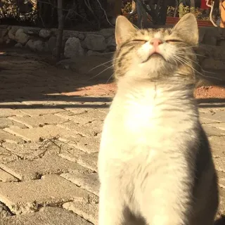 😙 e38c0bc4 kucing, hewan, binatang peliharaan, felin, imut, matahari, senang, kucing domestik telegram sticker