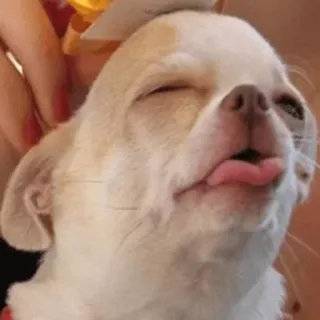 😣 f49f1e14 chihuahua, anjing, hewan, peliharaan, imut, anjing kecil, lidah, lucu telegram sticker