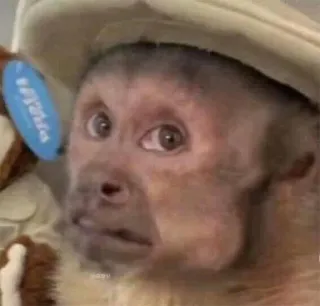 π 05852bee monkey, animal, primate, zoo, wildlife telegram sticker