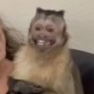 π 0675b852 monkey, animal, primate, smiling, funny telegram sticker