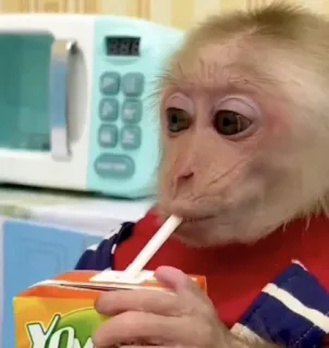 π₯€ 1a126e08 monkey, drinking, juice, animal, beverage telegram sticker
