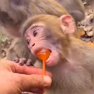 π 1ae2a681 monkey, lollipop, animal, cute, sweet, candy, food telegram sticker