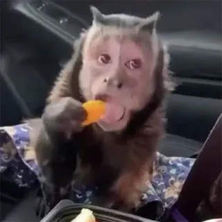 π₯ 1dbc2c30 monkey, animal, eating, cute, pet telegram sticker