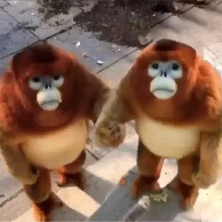 π 22ce2974 monkey, animals, cute, nature, wildlife telegram sticker
