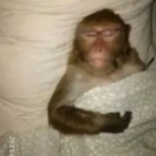 π€ 27f173f4 monkey, sleeping, bed, animal telegram sticker