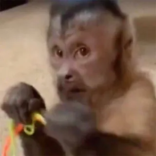 π§Έ 2bfcff35 monkey, animal, mammal, primate telegram sticker