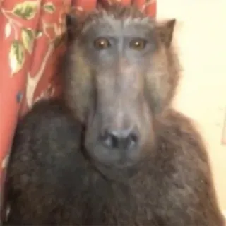 πΊ 2fc0996d baboon, monkey, animal, primate, mammal telegram sticker
