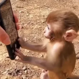 π€³ 34f17aff monkey, animal, cute, phone, selfie, mammal telegram sticker