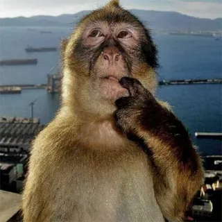 π€ 3bc77f17 monkey, animal, wildlife, ape, primate telegram sticker