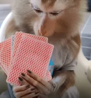 π 40c4f347 monkey, cards, playing cards, animal, primate telegram sticker