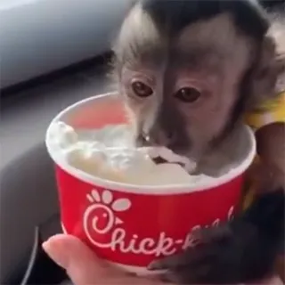 π¦ 45e6de39 Chick-fil-A monkey, ice cream, Chick-fil-A, animal, food, dessert telegram sticker