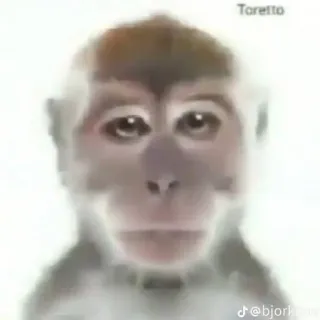 π±ββοΈ 4972df97 Toretto monkey, animal, meme, funny telegram sticker