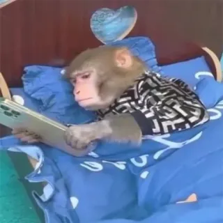 π± 4d9c7f55 monkey, smartphone, bed, animal, reading, clothing telegram sticker
