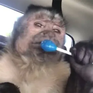 π 4e0d0681 monkey, animal, lollipop, cute, car telegram sticker