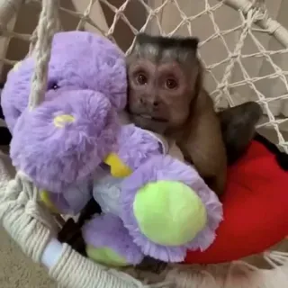 π§Έ 50700a14 monkey, capuchin, animal, toy, purple telegram sticker