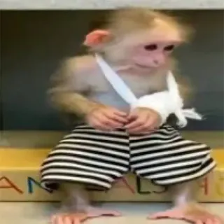 π€ 540da3cb monkey, animal, injury, cast, cute, primate telegram sticker