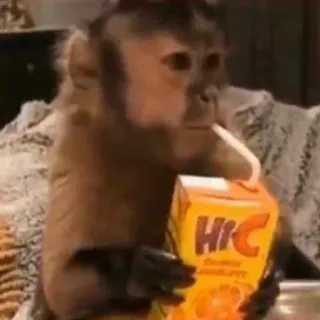 π§ 60109a7a Hi-C monkey, animal, Hi-C, juice, drink, cute telegram sticker