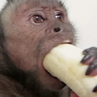 π 66e947af monkey, banana, animal, primate, eating, cute telegram sticker