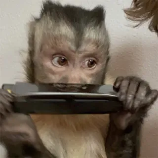 π 68c1d850 monkey, harmonica, animal, music, playing telegram sticker